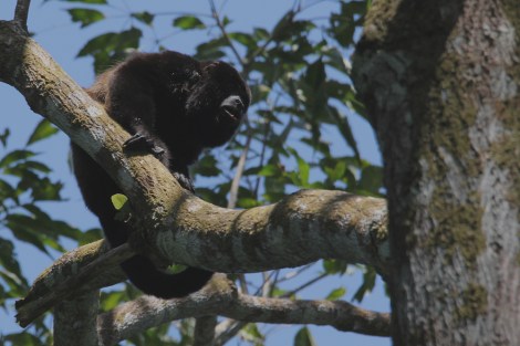Mantled Howler on Barro Colorado Island