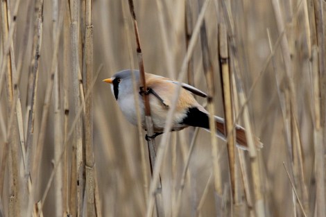 male Bearded Reedling