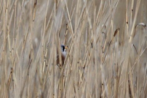 male Bearded Reedling