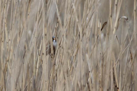 male Bearded Reedling