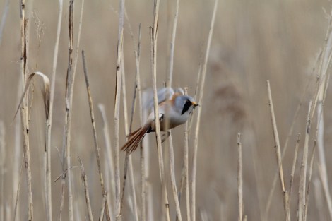 on the run...