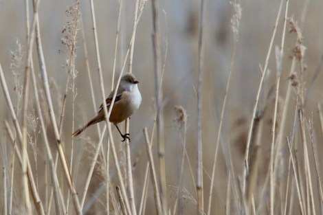 female Bearded Reedling