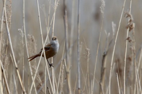 female Bearded Reedling