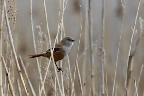 female Bearded Reedling