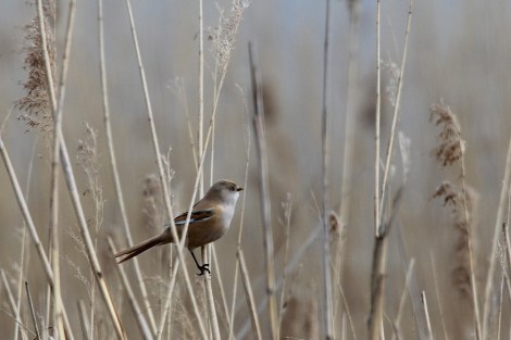 female Bearded Reedling
