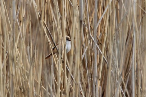 female Bearded Reedling