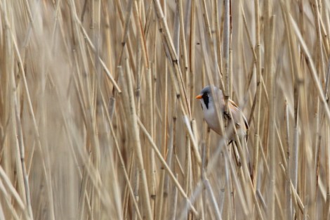 male Bearded Reedling