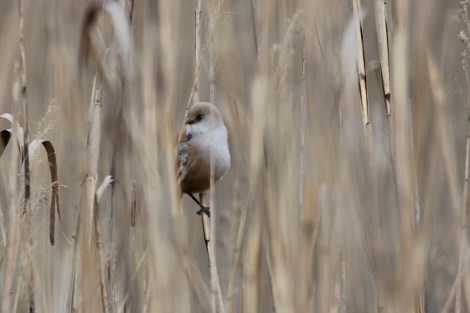 female Bearded Reedling
