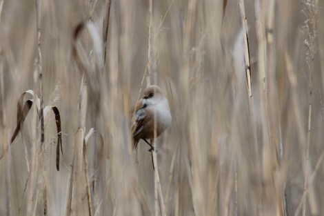 female Bearded Reedling