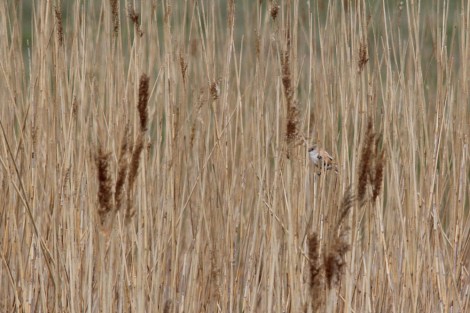 among the reeds