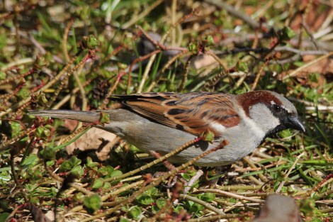 male House Sparrow