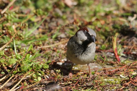 male House Sparrow