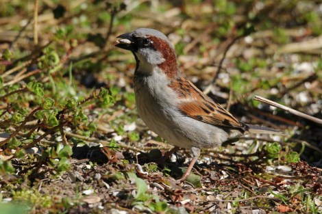 male House Sparrow