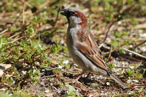 male House Sparrow