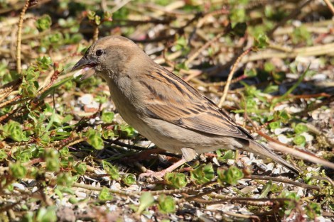 female House Sparrow