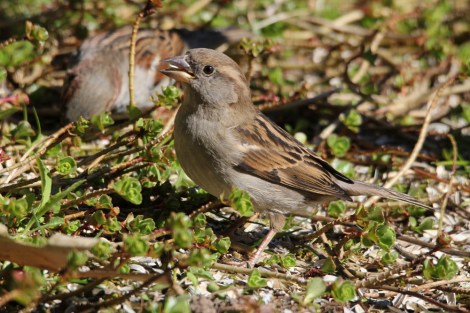 female House Sparrow