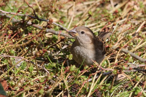 female House Sparrow