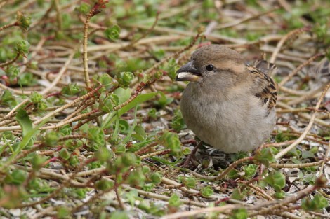 female House Sparrow