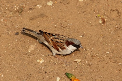male House Sparrow in Jaipur, India