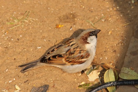 male House Sparrow in Jaipur, India