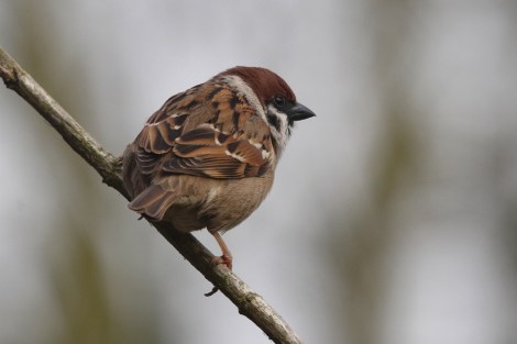 Eurasian Tree Sparrow