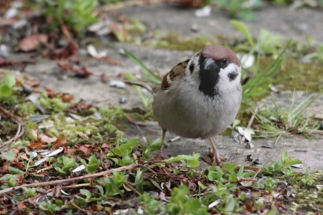 Eurasian Tree Sparrow