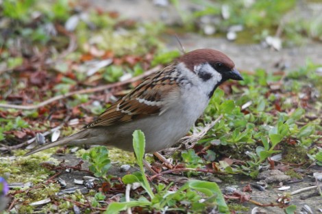 Eurasian Tree Sparrow