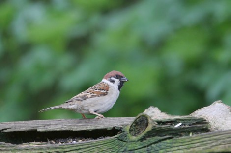 Eurasian Tree Sparrow