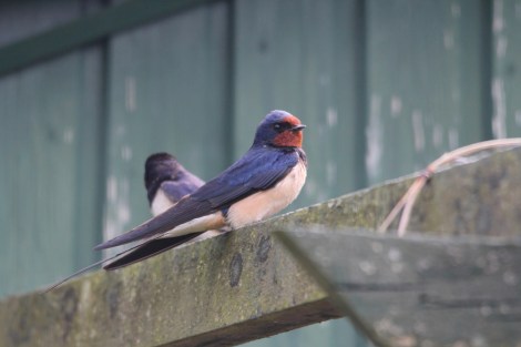 Barn Swallows