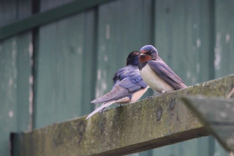 Barn Swallows