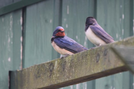 Barn Swallows