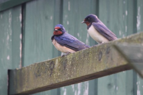 Barn Swallows