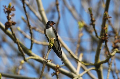 Barn Swallow