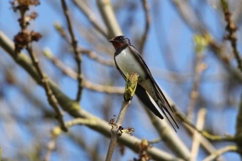 Barn Swallow