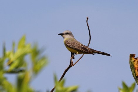 Tropical Kingbird