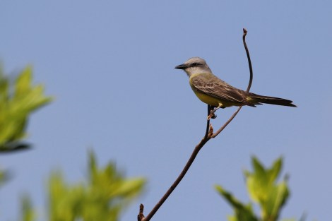 Tropical Kingbird