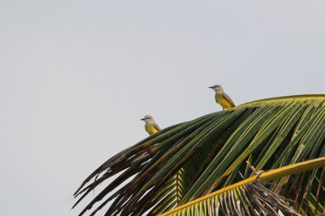 Tropical Kingbirds