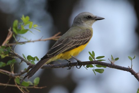 Tropical Kingbird