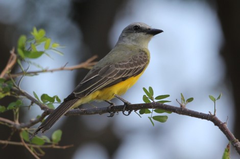 Tropical Kingbird