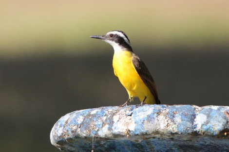 Lesser Kiskadee