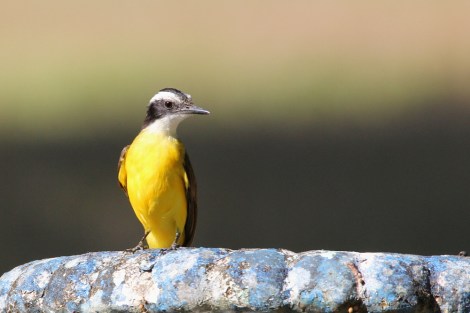Lesser Kiskadee