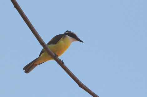 Lesser Kiskadee