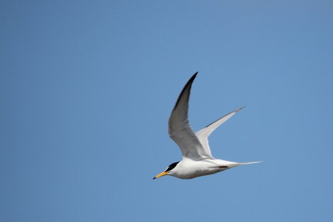 Little Tern