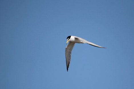 Little Tern