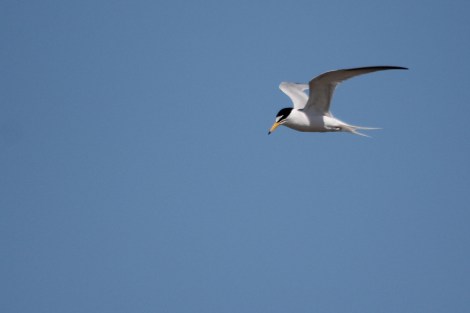 Little Tern