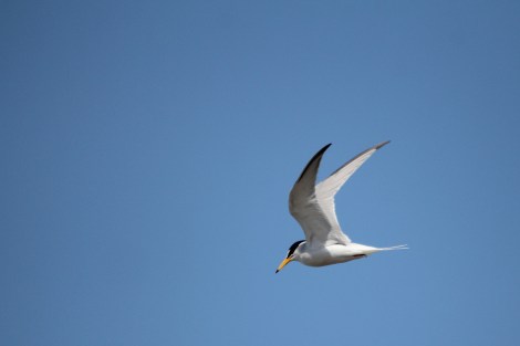 Little Tern