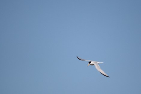 Little Tern