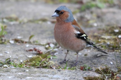 male Common Chaffinch