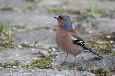 male Common Chaffinch