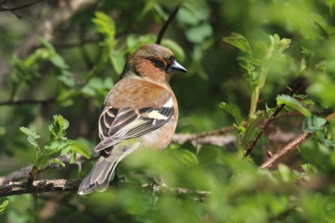 male Common Chaffinch